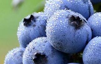 蓝莓能多吃吗 蓝莓能多吃吗?每天吃多少蓝莓才适量?睡前...