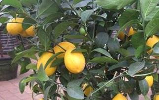 柠檬树怎么养 台湾柠檬树怎么养