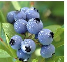 蓝莓图片和资料介绍 蓝莓相关的图片
