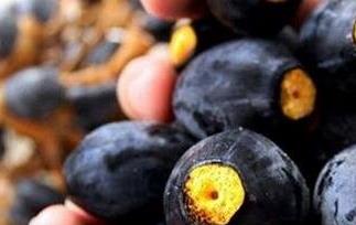 黑橄榄的功效与作用 黑橄榄的功效与作用及食用方法