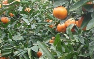 墨科特桔橙的功效与作用 澳洲橙子的功效与作用