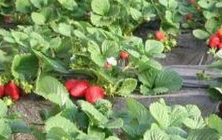 露天草莓的种植方法 露天草莓的种植方法及时间