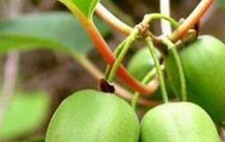 狗枣猕猴桃的营养价值 狗枣猕猴桃的营养价值和功效
