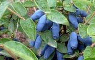 蓝靛果的功效与作用 蓝靛果的功效与作用吃法