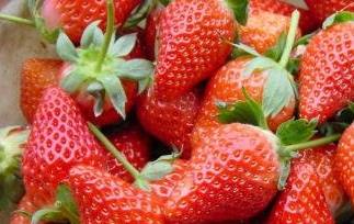 章姬和红颜草莓的区别 章姬和红颜草莓的区别在哪