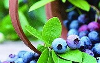 蓝莓的功效与作用 蓝莓的功效与作用是清热还是上火