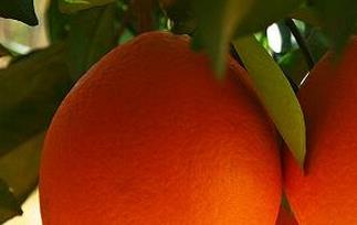 晚棱脐橙的功效与作用 伦晚脐橙的功效与作用