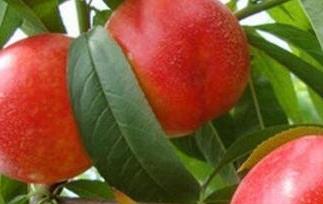 油桃的功效与作用 油桃的功效与作用营养