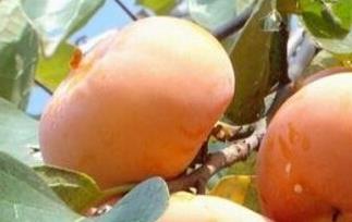 硬柿子怎么保存 硬柿子怎么保存放的时间长