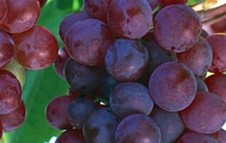 吐鲁番红葡萄的功效与作用（吐鲁番葡萄的营养价值）