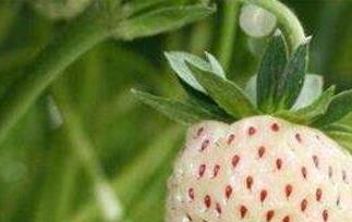 菠萝莓的功效与作用及食用方法（草莓菠萝汁的功效）