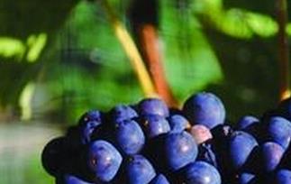 野生蓝莓酿的酒对人身体有什么好处 野生蓝莓酒的作用