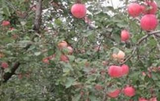 苹果树怎样施肥 苹果树怎样施肥施什么肥?