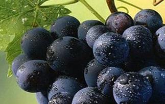 黑色葡萄的功效 红葡萄和黑葡萄的功效