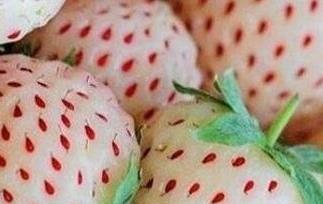 菠萝莓如何种植 菠萝莓如何种植盆栽