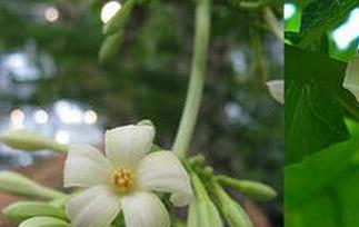 木瓜雄花的药用功效 雄木瓜花作用及食用方法