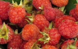 野草莓的营养价值（野草莓的营养价值及功效）