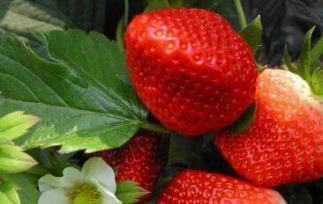 奶油草莓是转基因的吗 奶油草莓是转基因的吗能吃吗