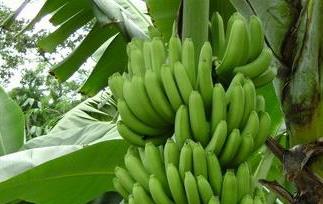 香蕉的功效与作用（香蕉的功效与作用及营养价值）
