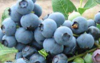 蓝莓的功效与作用有哪些 蓝莓的功效和作用有什么