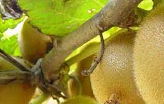 软毛甜猕猴桃的功效与作用 软猕猴桃的营养价值
