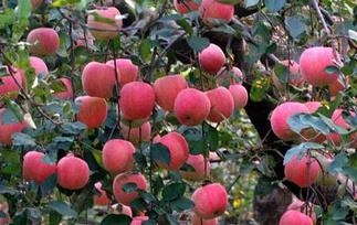 怎么修剪苹果树 怎么修剪苹果树的茂条