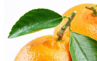 橘子的营养成分列表