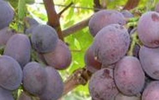 紫珍香葡萄的功效与作用 紫葡萄的功效与作用营养价值