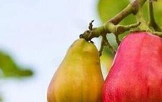 腰果梨的营养价值与功效 腰果梨的营养价值与功效作用