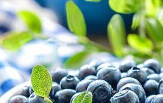 蓝莓酒最好的自酿方法 蓝莓酒最好的自酿方法视频