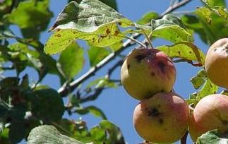 新疆野苹果的功效与作用 新疆野苹果能吃吗