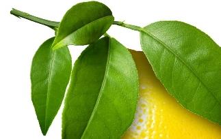 新鲜的柠檬怎么吃 新鲜的柠檬怎么吃法?