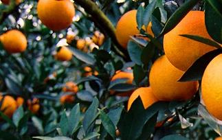 温州蜜橘的功效与作用（甜蜜橘的功效与作用）