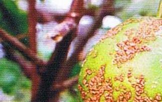 柑橘的主要病虫害有哪些 柑橘的主要病虫害有哪些图片