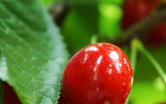 水果樱桃的功效与作用 水果樱桃的功效与作用是什么