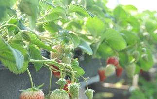 大棚草莓的种植方法（大棚草莓的种植方法有人熟悉吗?）