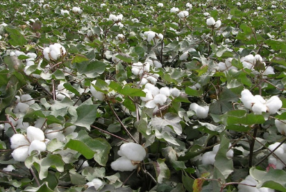 棉花种植技术 棉花如何高产管理