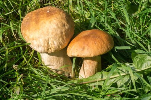 识别毒蘑菇的四种方法