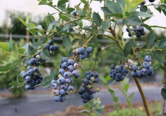 蓝莓苗要怎么种植和养护，蓝莓种植技巧