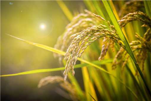 2021年重点强农惠农政策：具体包括哪些方面？国家重点扶持这几个项