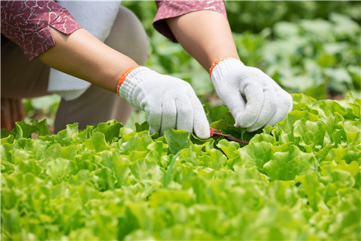 河南农业补贴政策2021标准