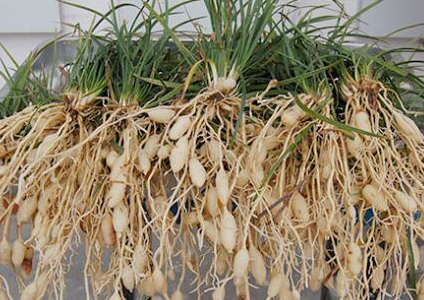 麦冬种子多少钱一斤，麦冬有哪些作用和效果