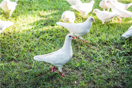 肉鸽养殖的成本和利润