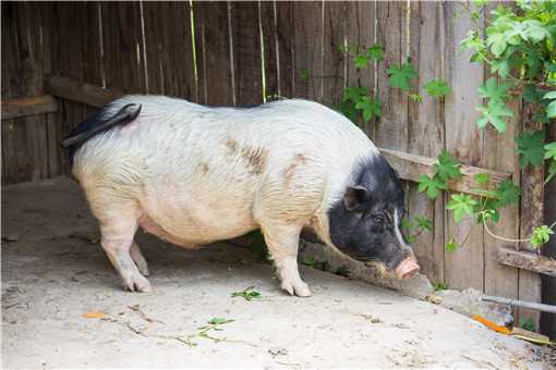 2021野猪可以人工养殖吗 2021年特种野猪养殖国家政策