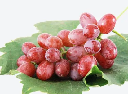 红宝石葡萄高产栽培技术 怎么施肥