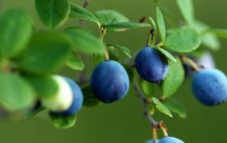 蓝莓酒的功效有哪些 蓝莓酒的功效有哪些作用