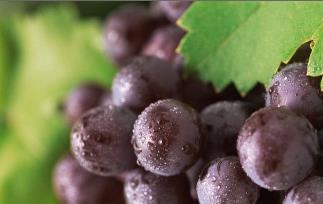 紫葡萄营养价值和保健作用 紫葡萄营养价值和保健作用是什么