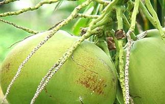 椰子的产地/生长环境和品种 椰子的种植地区
