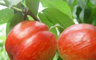 油桃的品种有哪些 油桃的品种有哪些品种