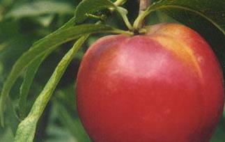 油桃的功效与作用有哪些 油桃的功效与作用及营养价值